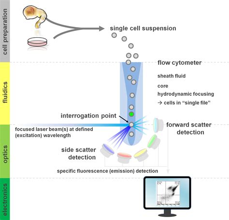 flow cytometry procedure